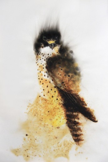Peregrine Falcon