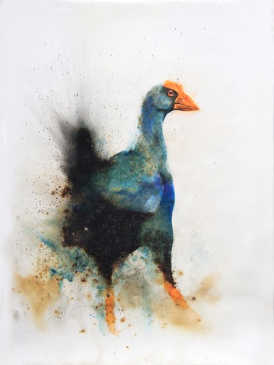 Purple Swamphen