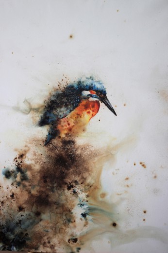 Black Backed Kingfisher